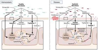 Mitochondrial Function and Microbial Metabolites as Central Regulators of Intestinal Immune Responses and Cancer